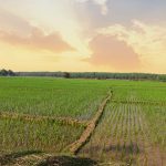 কৃষিকাজের বর্তমান অবস্থা ঘুরে দেখলেন বিশ্বব্যাংকের প্রতিনিধিরা